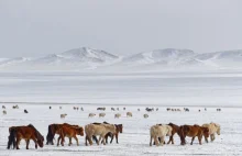 Mongolia: Najmroźniejsza zima od 50 lat. Zginęło niemal 5 mln zwierząt hodowlany