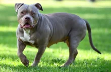 American bully rzucił się na kobietę na kempingu w Karwieńskich Błotach.