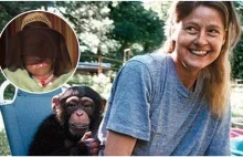 Tragedia bambinistki wychowywała szympansa jak dziecko straciła pół twarzy