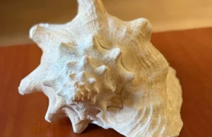 Przywiozła z zagranicy muszlę i próbowała ją sprzedać, grozi jej 5 lat.