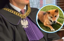 Bestialsko zabił psa w Krapkowicach. "Bo źle pilnował terenu"