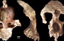 Pochodzenie człowieka, szczątki małpy sprzed 8,8 mln lat odkryte w Turcji.