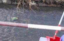 Śnięte ryby w Silnicy w Kielcach. Doszło do zanieczyszczenia? Inspektorzy badają