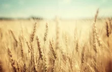 Morawiecki:Polska utrzyma zakaz importu zbóż z Ukrainy niezależnie od decyzji KE