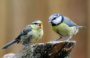 W niepewnych czasach ptasie samice częściej zdradzają partnerów
