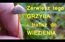 Łysiczka lancetowata