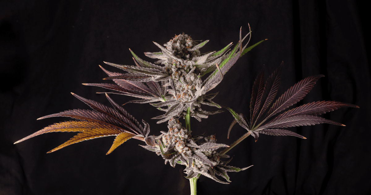 Nowy związek chemiczny z konopi może odmienić dermatologię!