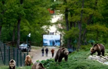 Rumunia. Niedźwiedzie paraliżują kraj. "Sytuacja wymknęła się spod kontroli"