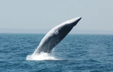 Zielona Norwegia wymorduje w świetle prawa jeszcze więcej wielorybów
