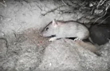 Truchła szczurów przeraziły mieszkańców Poznania