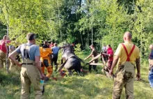 Strażacy musieli ratować konie, które ugrzęzły w bagnie (video)