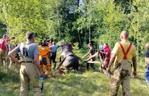 Strażacy musieli ratować konie, które ugrzęzły w bagnie (video)