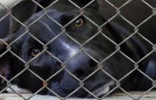 "Obóz koncentracyjny dla zwierząt" zlikwidowany. Prokuratura stawia zarzuty