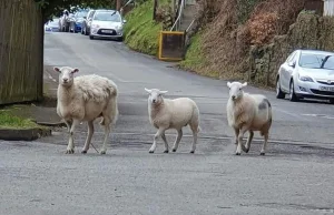 Walijska miejscowość zajęta przez owce. Gang daje się we znaki mieszkańcom