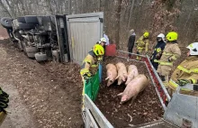 Kolizja samochodu ciężarowego przewożącego trzodę chlewną