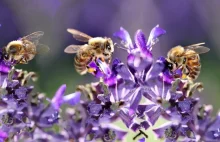 Bez pszczół i innych zapylaczy grozi nam katastrofa