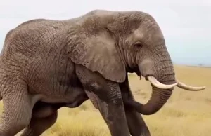 Jak słoń drapie się po brzuchu?