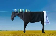 Basia Giertych znów zrobiła pranie