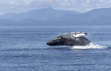 Humbaki nie widzą zagrożeń. Mają słabszy wzrok, niż myśleliśmy