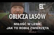 Miłość w lesie. Jak to robią zwierzęta | OBLICZA LASÓW #145