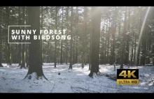 4K Sunny Forest With Birdsong - 2 Hours Nature Ambience Healing Sounds