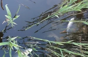 Śnięte ryby w starorzeczu Odry