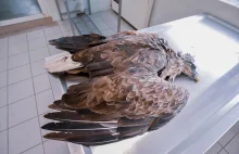 Dwa martwe orły bieliki znalezione w lesie. Zostały otrute