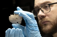 Grzebień z ludzkiej czaszki. Odkrycie w pobliżu Cambridge