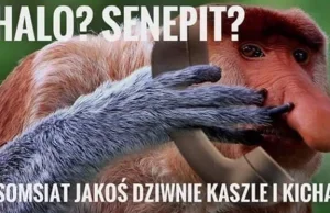 Koronawirus w Rumunii. Rośnie liczba zgonów. Chowaj babcię do piwnicy!