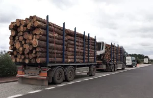 Drewno ponad normę