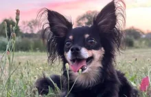 Szczekanie dzieli sąsiadów. RPO chce zmian w prawie