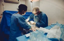 Pacjent otrzymał nerkę świni. Pierwszy taki przeszczep na świecie.