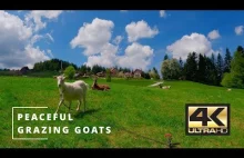 4K Peaceful Grazing Goats - 2 Hours Nature Sounds and Serenity of Grazing Goats