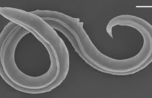 Nieśmiertelny ze zmarzliny: ten mały robak przetrwał zamrożony 46 tys. lat. Tera