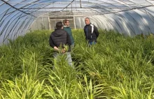 Imbir: odpowiedź polskiego rolnictwa na zmiany klimatu?