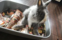 Królik wyrzucony na śmietnik w Warszawie. Zwierzę konało w męczarniach