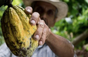 Kakao najdroższe od ponad 40 lat! Wszystko za sprawą El Niño