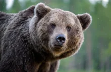 Masowy odstrzał niedźwiedzi na Słowacji. Ekolodzy interweniują