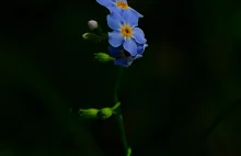 Niezapominajka Błotna - Myosotis Scorpioides / Fotografujemy Przyrodę
