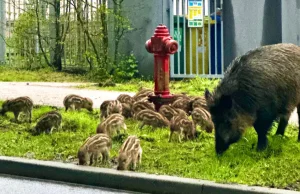 Afrykański pomór świń w Trójmieście! Czy ludzie i zwierzęta muszą się bać?