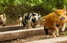 Nowy leśny tor w kalendarzu wyścigów świnek