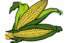 ZZR KORONA w sprawie pomocy dla firm, które skupiły polską mokrą kukurydzę
