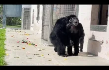 Szympans po 28 latach w klatce pierwszy raz widzi niebo...