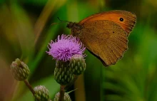 Przestrojnik Jurtina - Maniola Jurtina / Fotografujemy Przyrodę