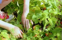 Z Azji i Afryki na polskie plantacje. Brakuje nam pracowników