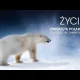 Dlaczego zwierzęta polarne nie zamarzają?