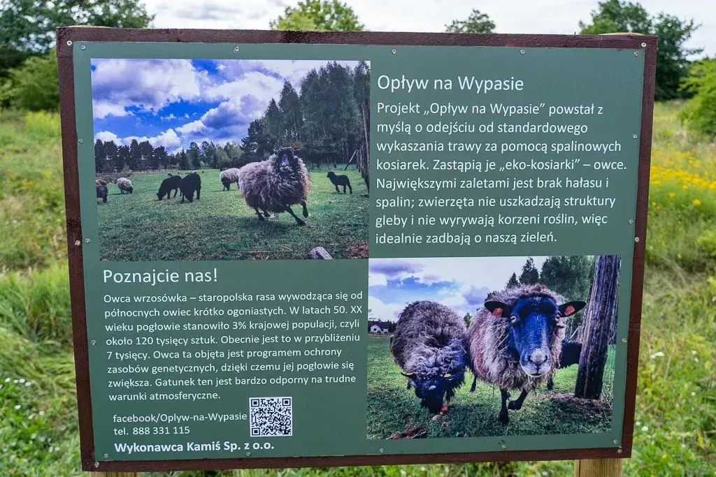 Gdańsk - jest wyrok w sprawie wałka na wynajem 15 owiec za 150 k zł.