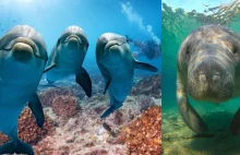 Delfiny "zachowują się jak chamy". Brutalne ataki na małe manaty