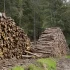 Rabunkowa wycinka lasów trwa w najlepsze, pomimo zapewnień rządu Tuska.