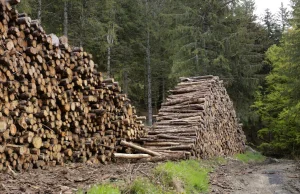 Rabunkowa wycinka lasów trwa w najlepsze, pomimo zapewnień rządu Tuska.